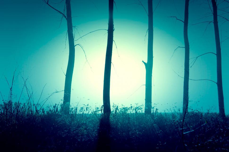 Free Image of Tree Branches  
