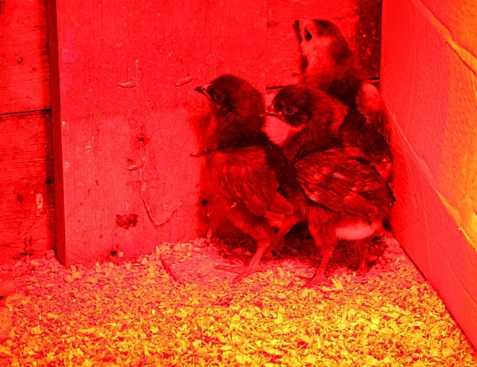 Free Image of Three young chicks at the nursery 