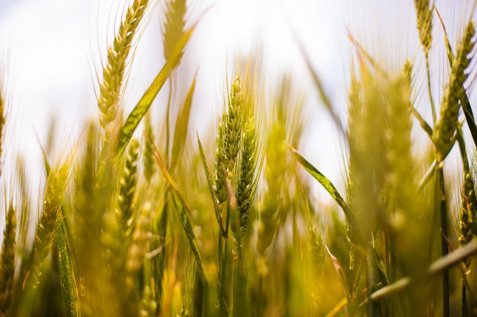 Free Image of Field of growing wheat 