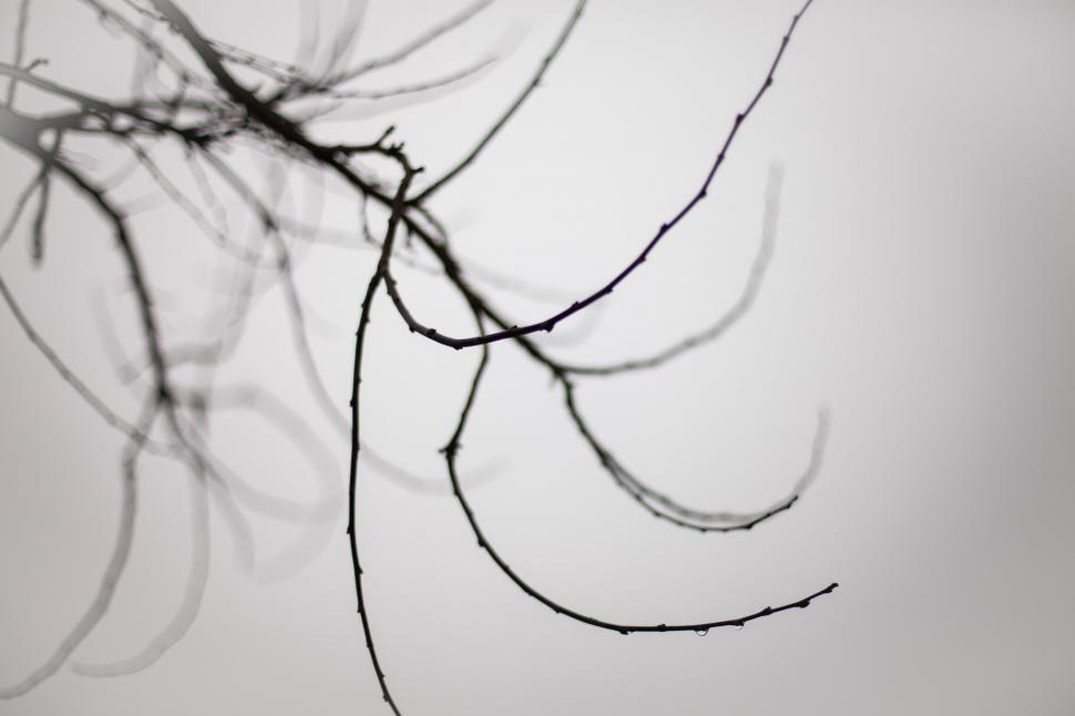 Free Image of Tree branches silhouette 