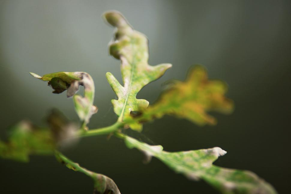 Free Image of Close up of leaves 