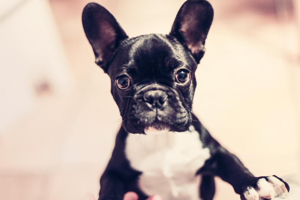 Free Image of Close up of a dog  
