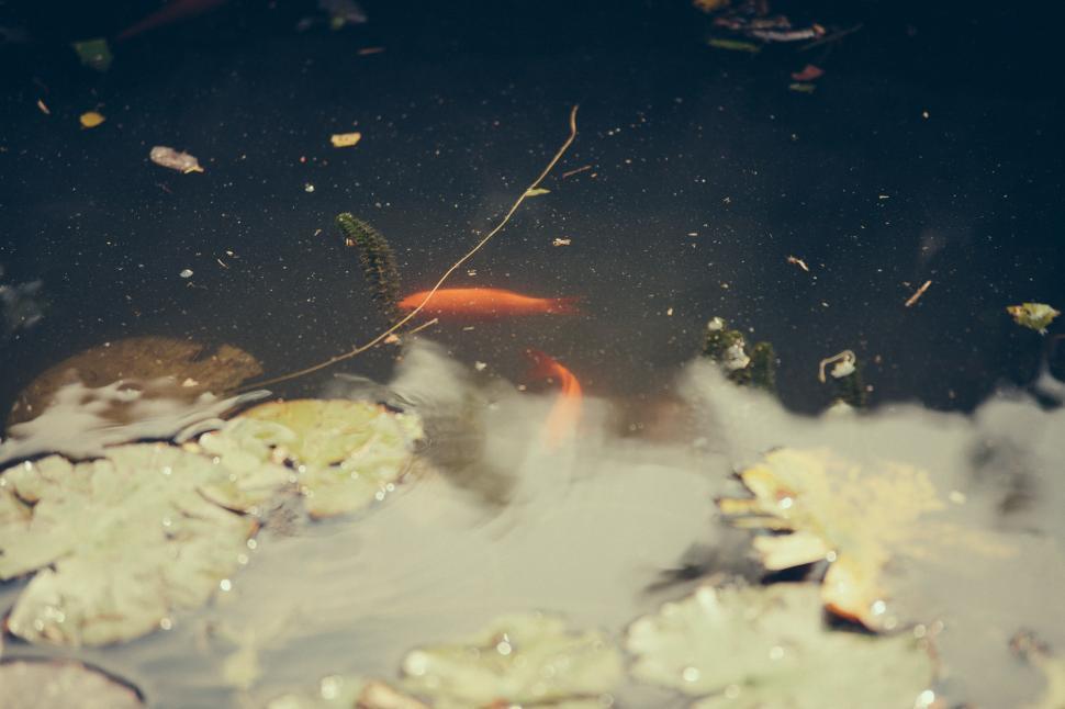 Free Image of Fish in pond 