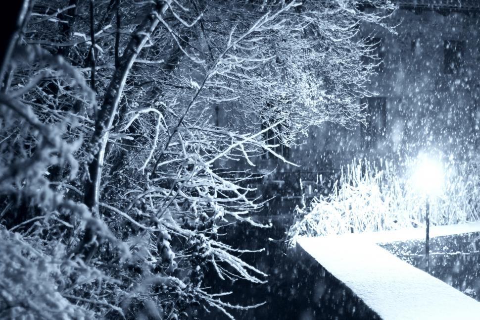 Free Image of Snow covered trees 