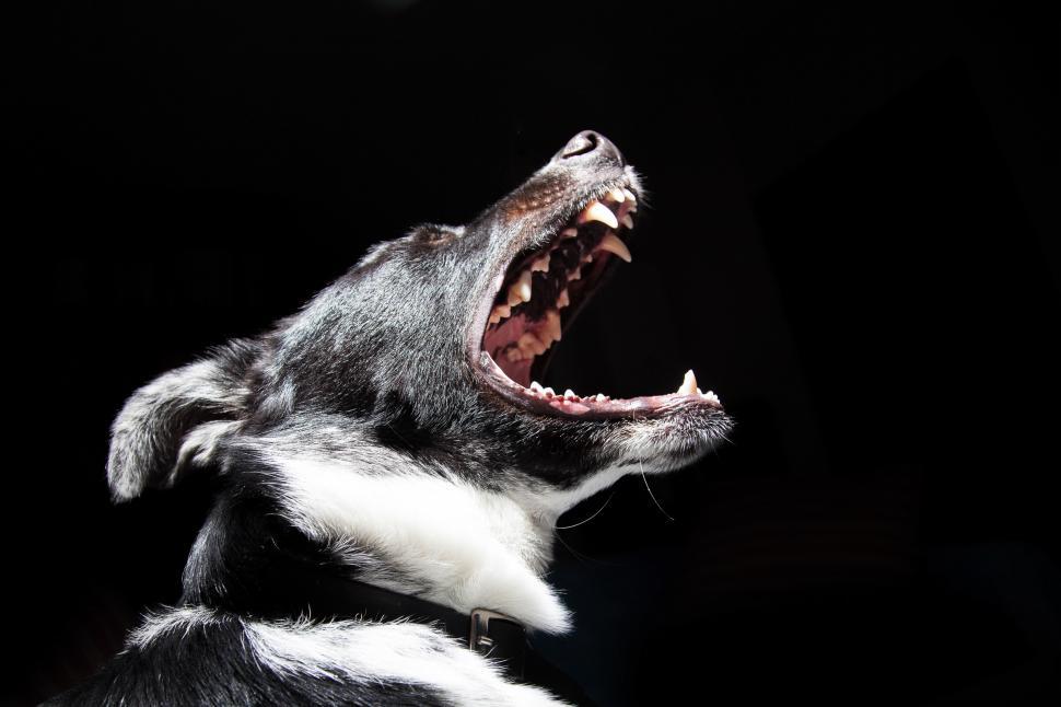 Free Image of Close-up portrait angry dog 