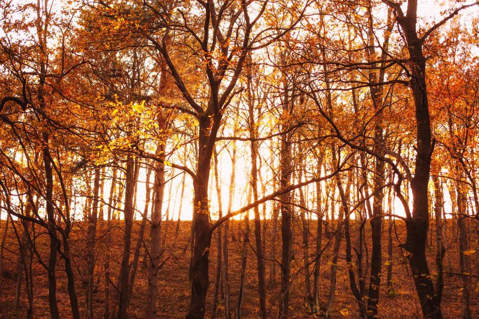 Free Image of Autumn landscape 