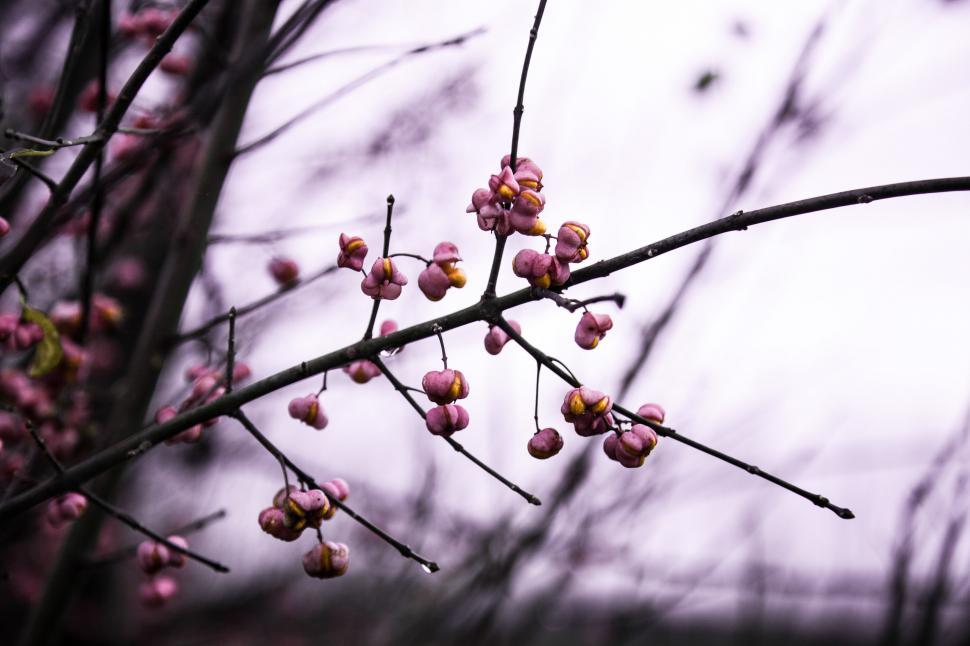 Free Image of Close up of magnolia tree blossom  