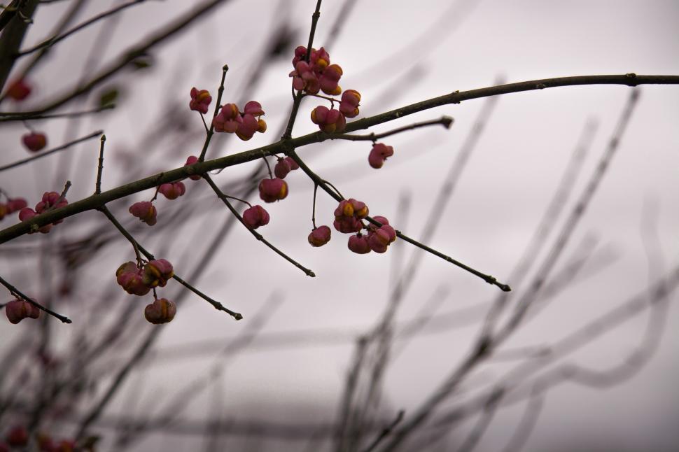 Free Image of Close up of magnolia tree blossom 