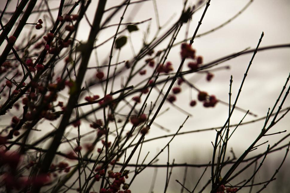 Free Image of Close up of magnolia tree branches 