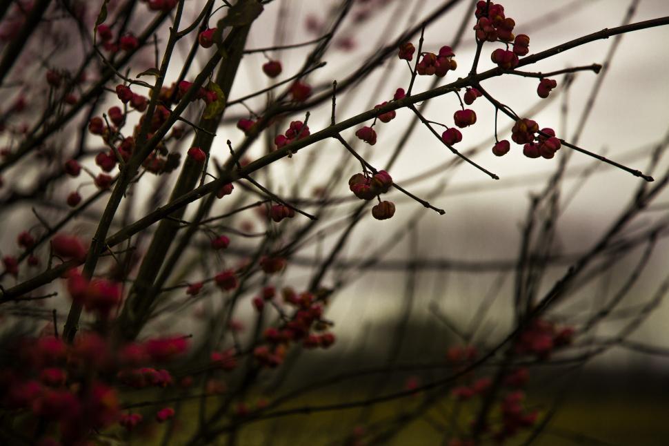 Free Image of Close up of magnolia tree blossom  