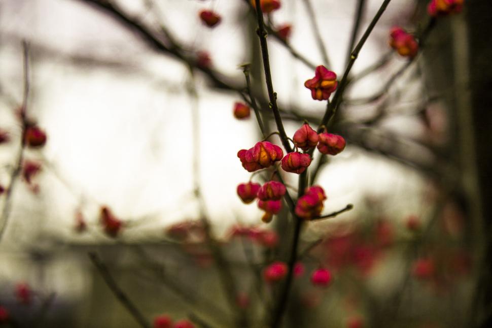 Free Image of Cherry tree 