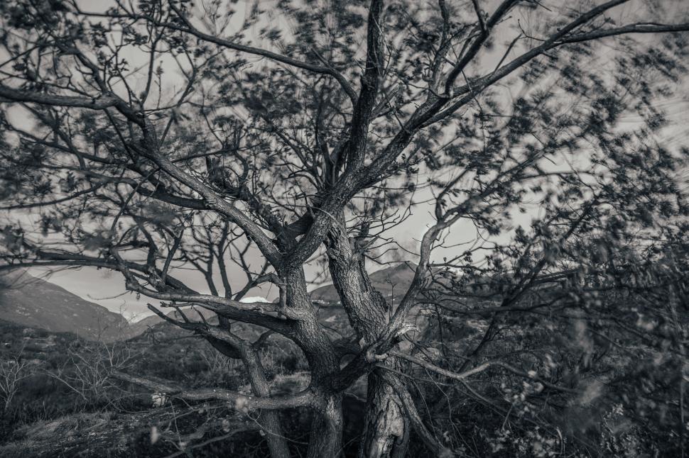 Free Image of Tree branches 