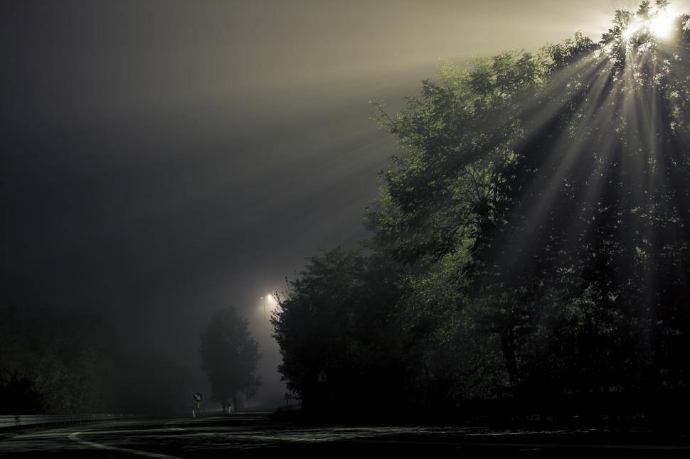 Free Image of Sun rays passing through trees  