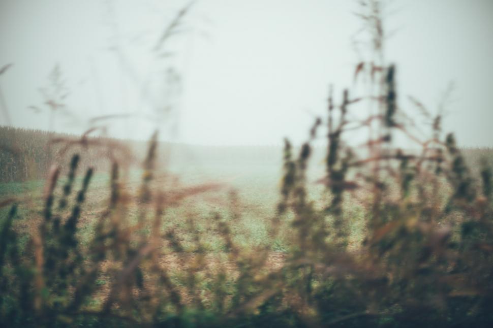 Free Image of Looking through the crop 