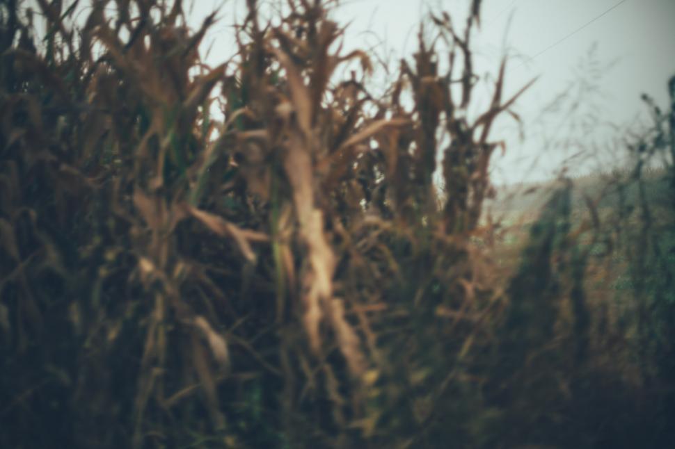 Free Image of Looking through the crop  