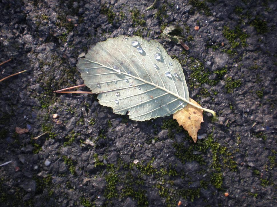 Free Image of Autumn leaves 