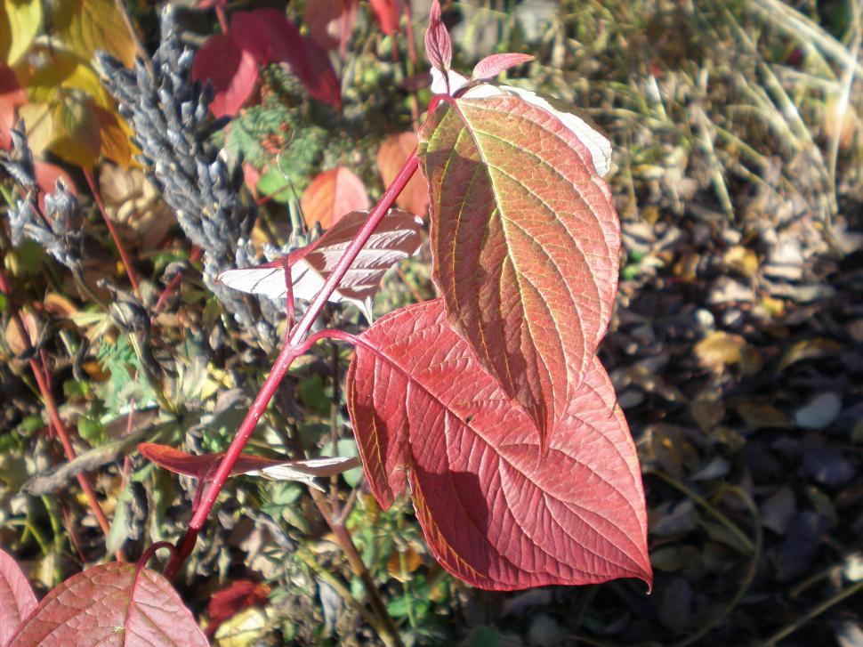 Free Image of Autumn leaves 