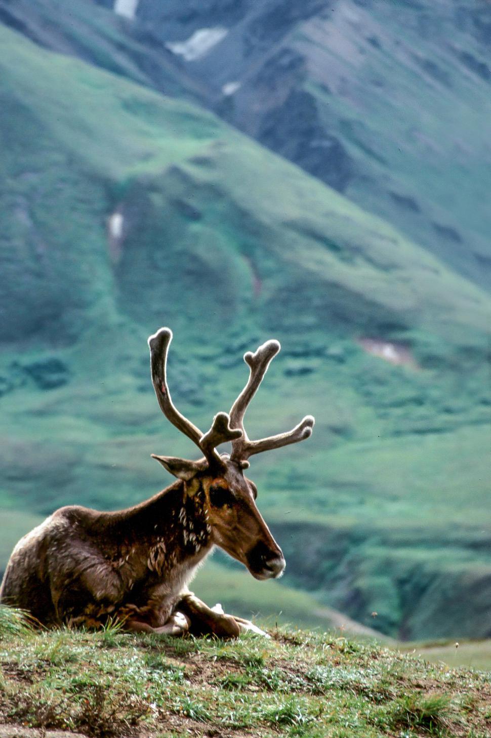 Free Image of Caribou 