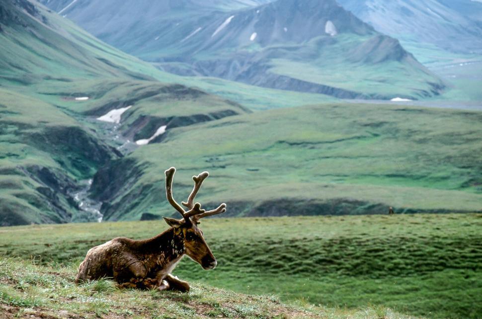 Free Image of Young Caribou 