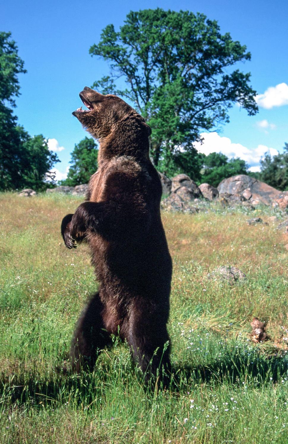 Free Image of Grizzly Bear 