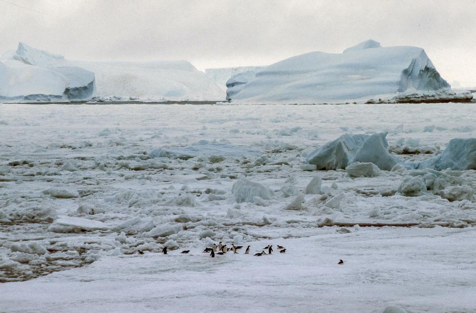 Free Image of Floating Icebergs 