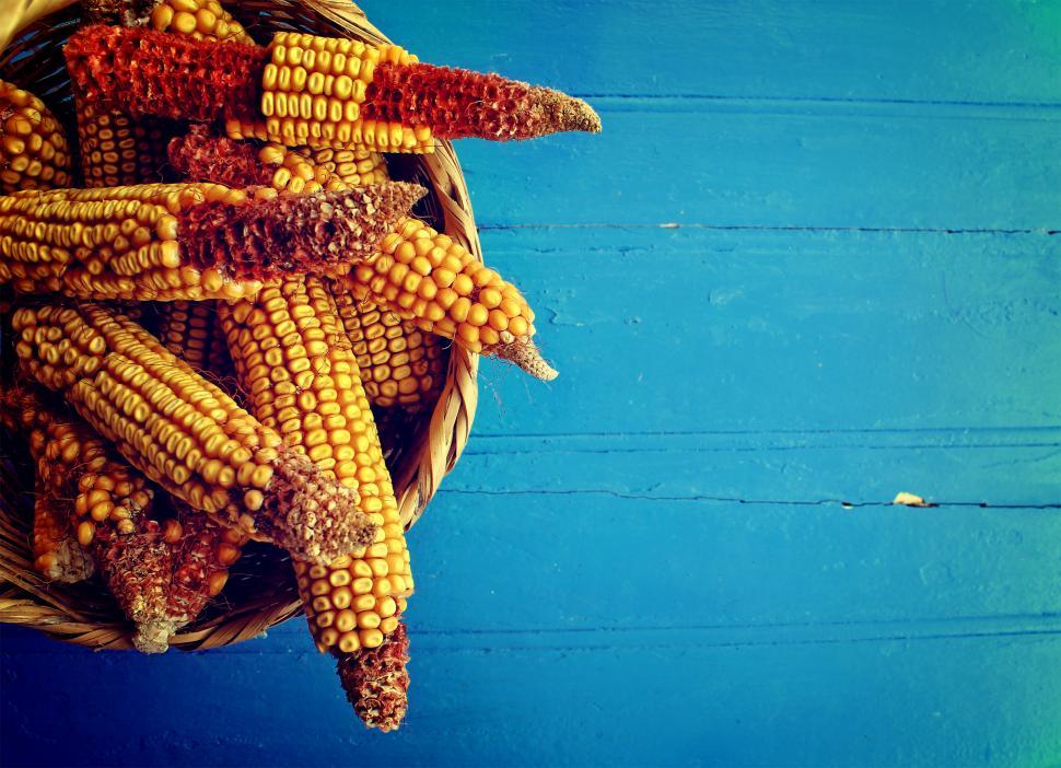 Free Image of Corn cobs in a basket on rustic blue wooden background 