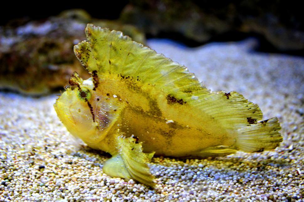 Free Image of Leaf Scorpionfish - Taenianotus triacanthus - White variation 