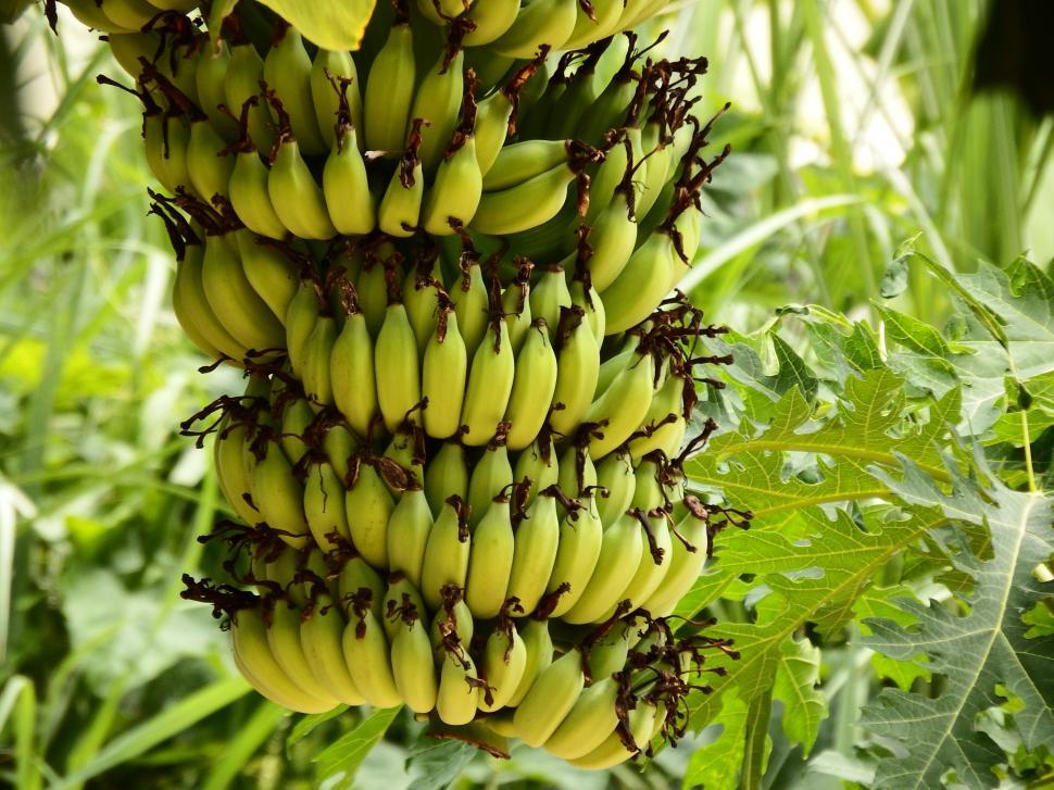Free Image of Banana Bunch Growing  