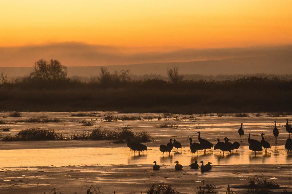 Free Image of Group of Snow Goose 