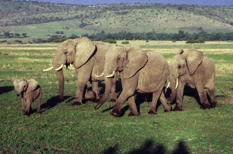 Free Image of Herd of African elephants 