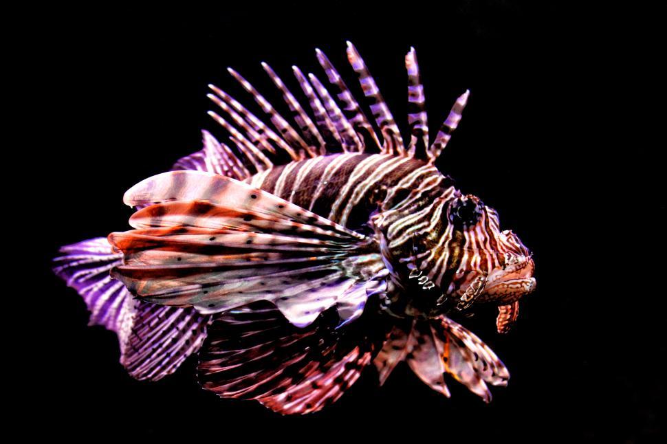 Free Image of Tropical fish - Red Lionfish - Pterois volitans - a dangerous co 