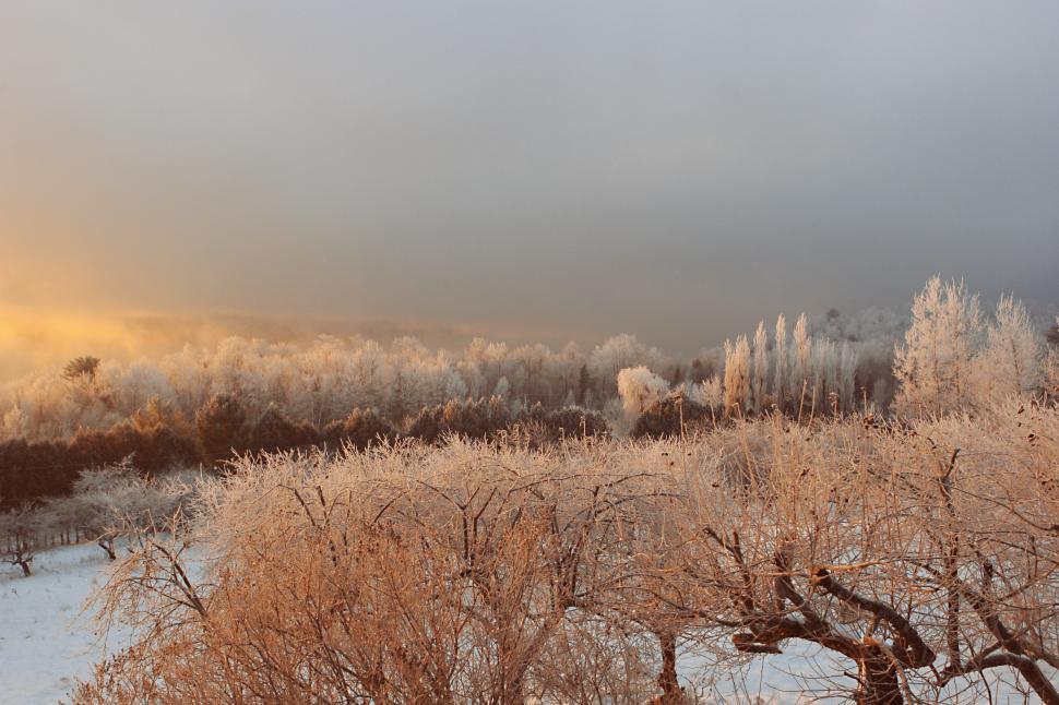 Free Image of Snow Covered Field With Trees in Background 