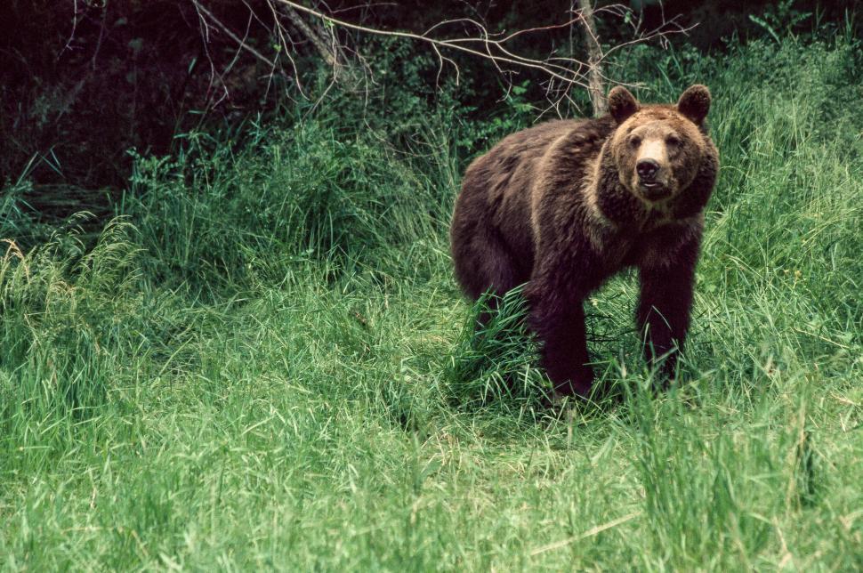 Free Image of Grizzly bear 
