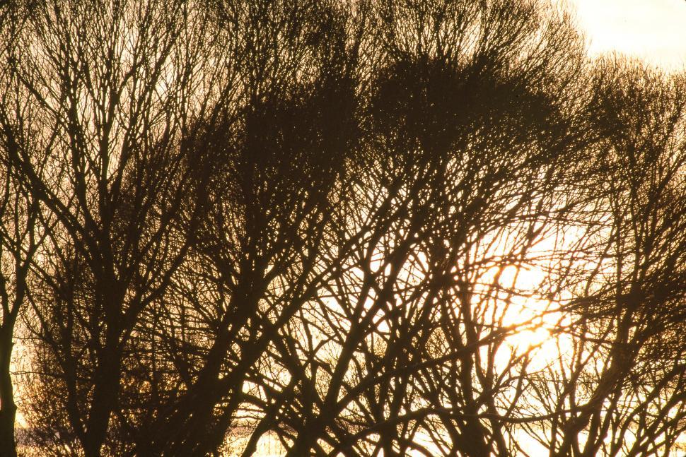 Free Image of Tree branches 