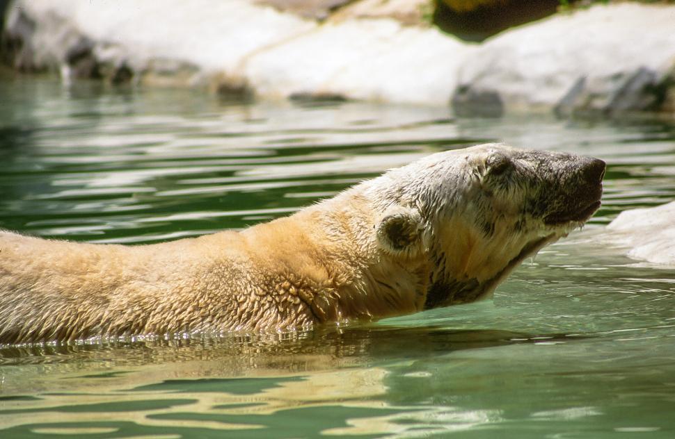 Free Image of Polar bear 