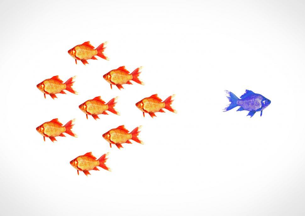 Free Image of Standing out from the crowd - A blue goldfish escapes from the s 