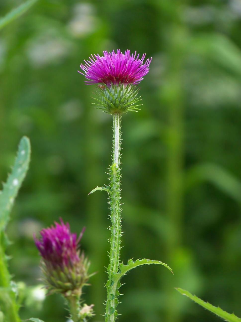 Free Image of Milk thistle macro  