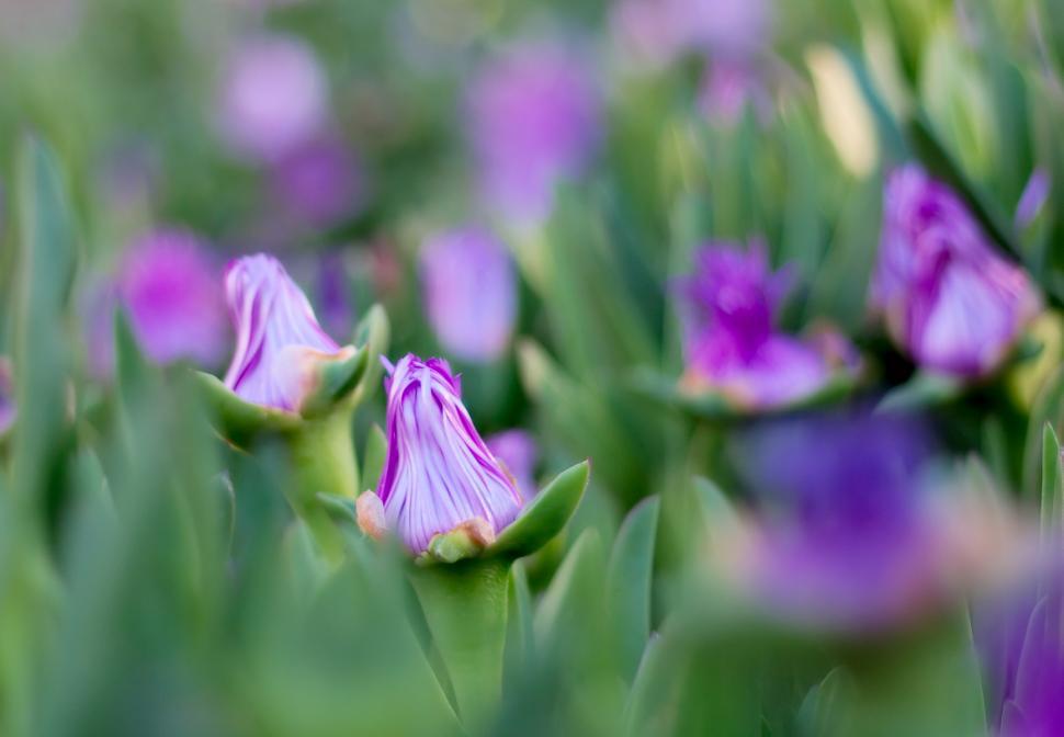 Free Image of Purple flowers 
