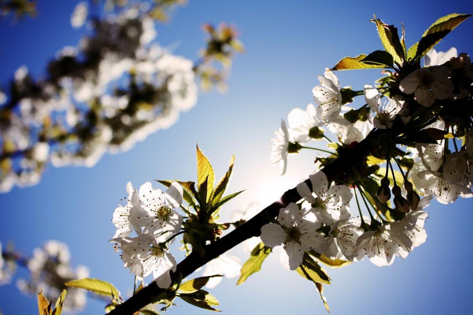 Free Image of Branch of a Tree With White Flowers 