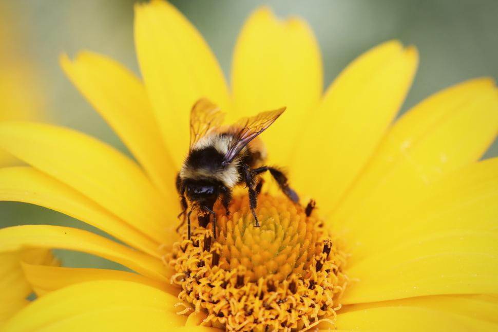 Free Image of Bee on a flower collects pollen 
