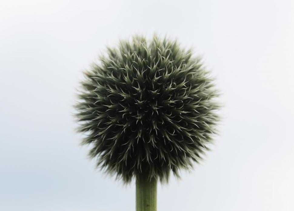 Free Image of Tall Plant Covered in Leaves 