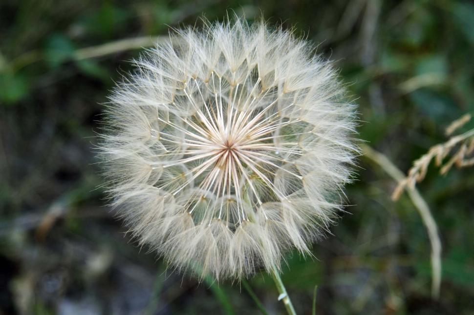 Free Image of Dandelion 