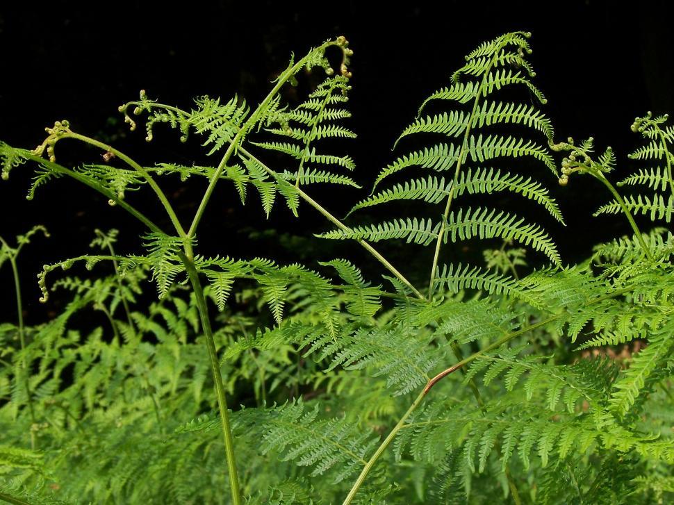 Free Image of Ferns on black background  