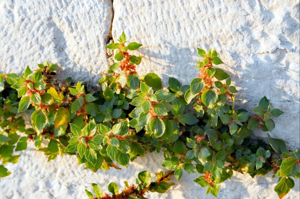 Free Image of Leafs on a stone 
