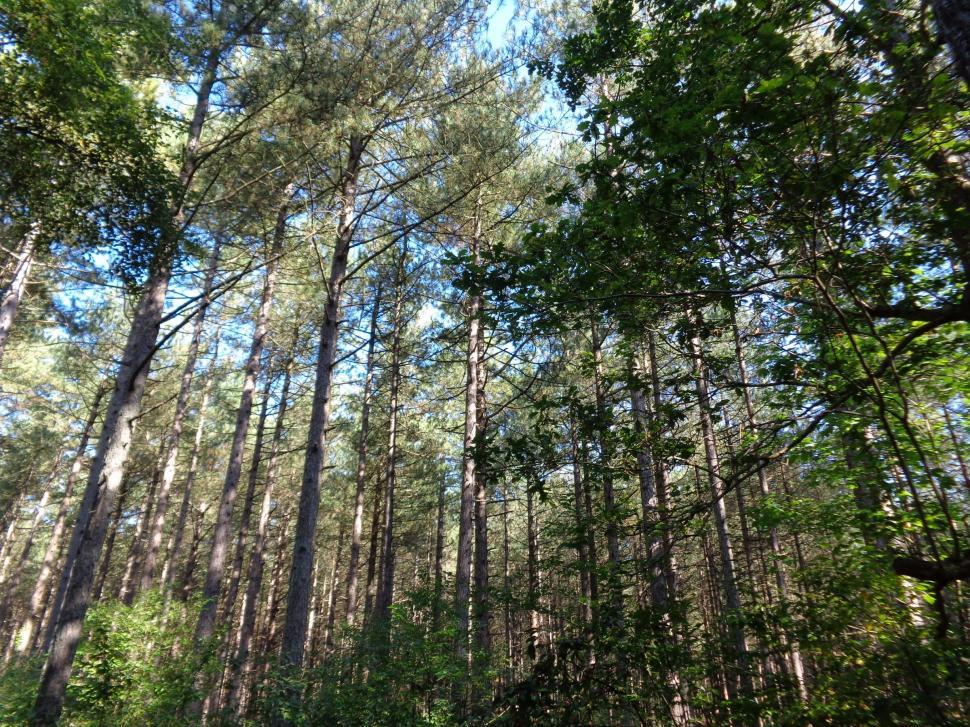 Free Image of Forest at schoorl the netherlands  