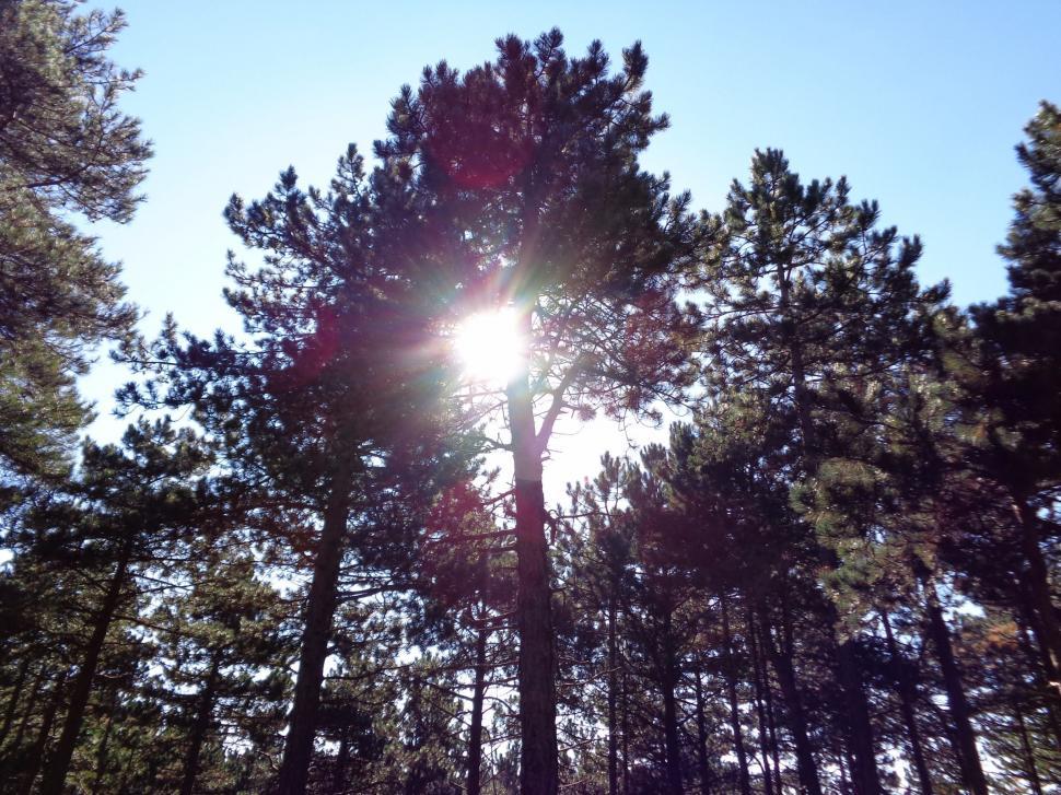 Free Image of Sun through Forest at schoorl the netherland 
