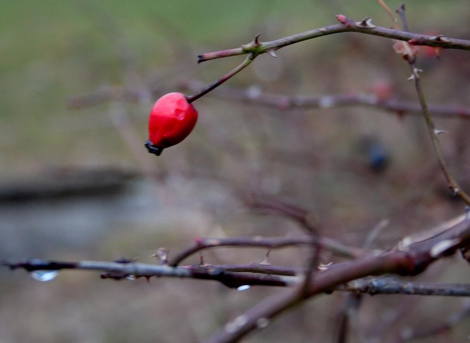 Free Image of Dogrose fruit 