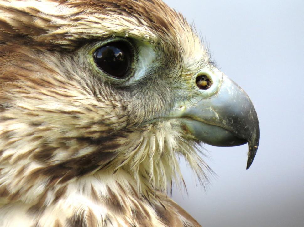 Free Image of Close Up of a Bird of Prey 