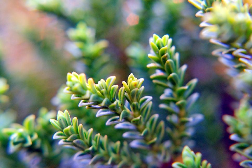 Free Image of Small leafs 