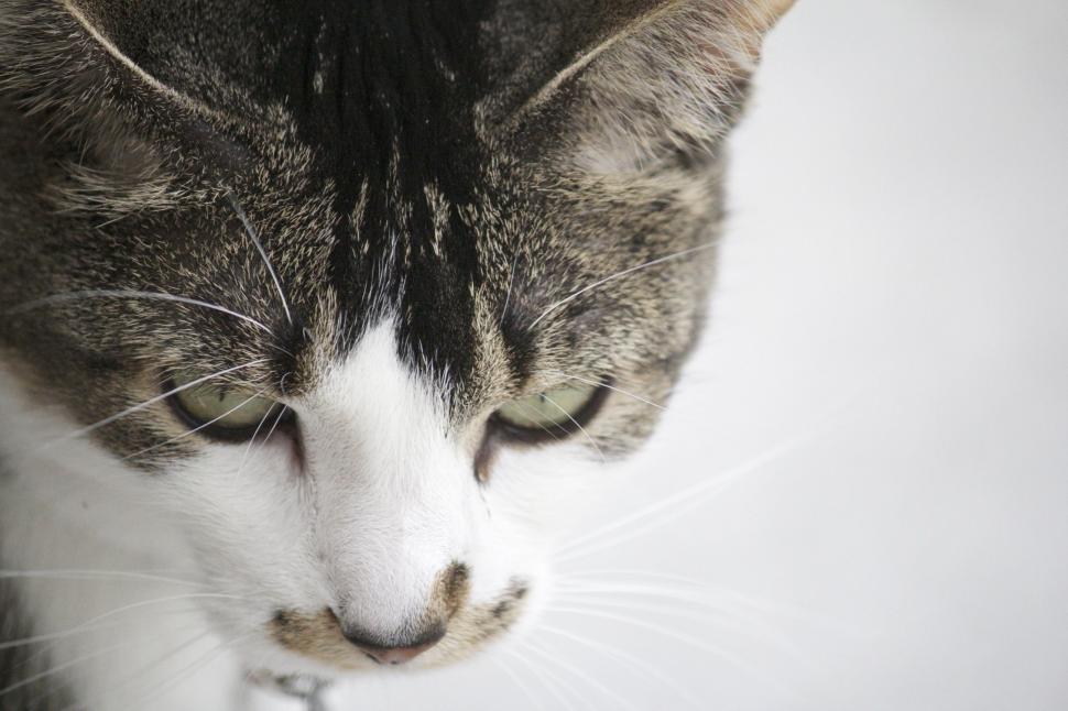 Free Image of A Black and White Cat Resting on a Window Ledge 